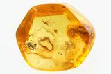 Fossil Gall Midges, Moth Fly, Ant & Partial Bristletail In Amber #307366-1